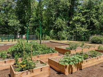 A group of wooden boxes filled with plants